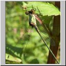 Lestes viridis - Weidenjungfer m09.jpg